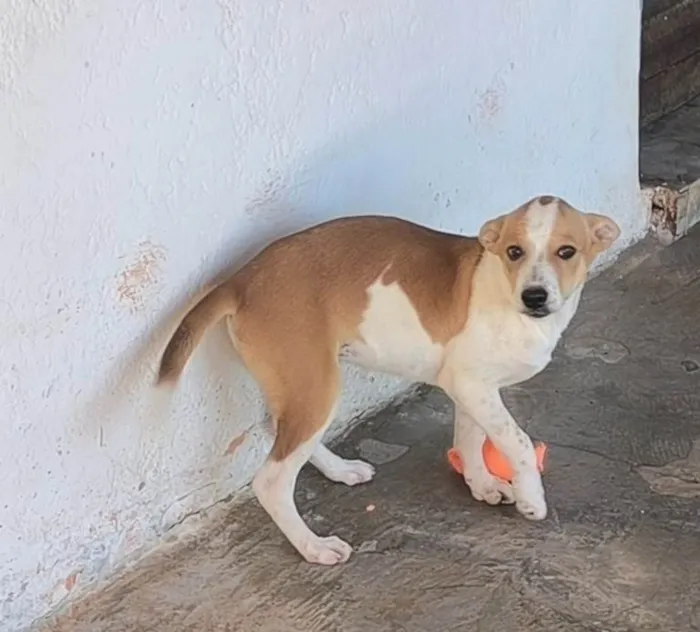 Cachorro ra a SRD-ViraLata idade 2 a 6 meses nome Sem nome
