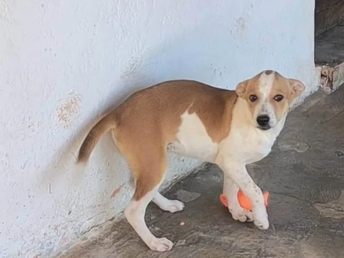 Cachorro ra a SRD-ViraLata idade 2 a 6 meses nome Sem nome