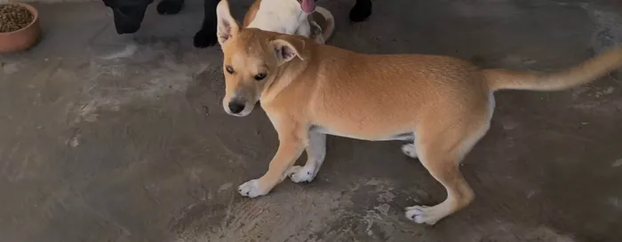 Cachorro ra a SRD-ViraLata idade 2 a 6 meses nome Estive