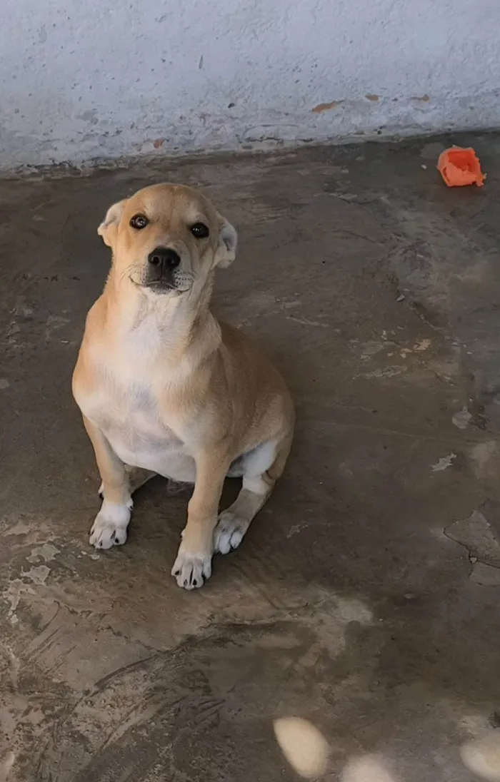 Cachorro ra a SRD-ViraLata idade 2 a 6 meses nome Estive