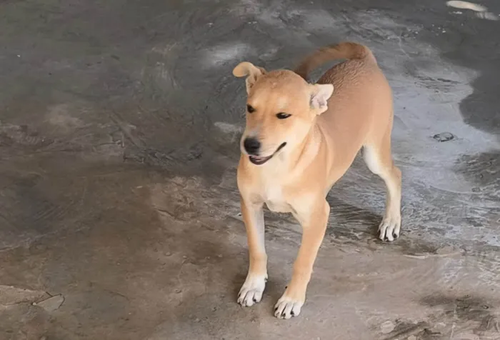 Cachorro ra a SRD-ViraLata idade 2 a 6 meses nome Estive