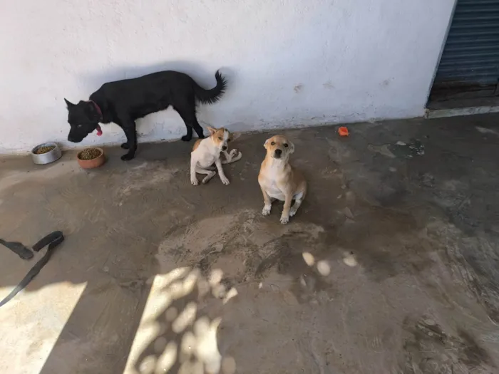 Cachorro ra a SRD-ViraLata idade 2 a 6 meses nome Sem nome