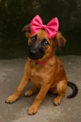 Amora
