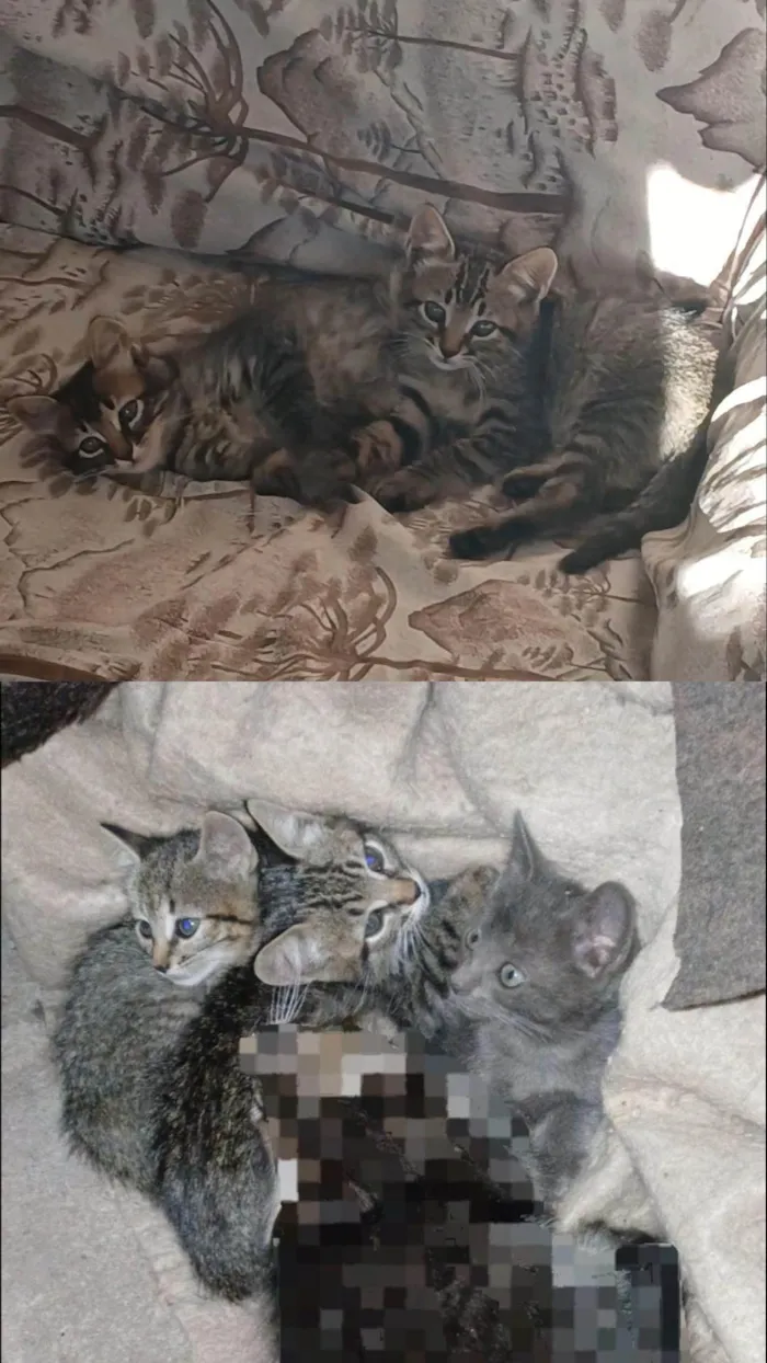 Gato ra a SRD-ViraLata idade 2 a 6 meses nome Sem nome