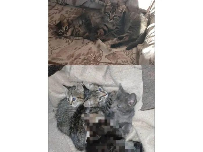 Gato ra a SRD-ViraLata idade 2 a 6 meses nome Sem nome