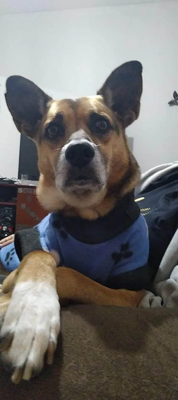 Cachorro ra a SRD-ViraLata idade 6 ou mais anos nome Piter