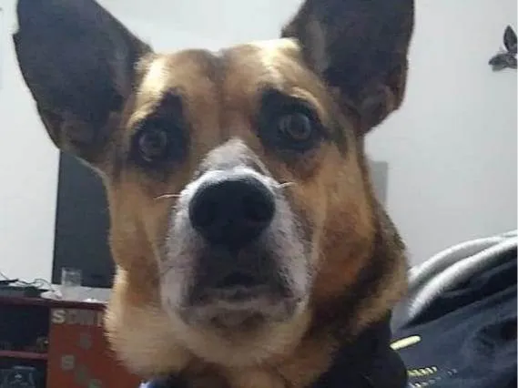 Cachorro ra a SRD-ViraLata idade 6 ou mais anos nome Piter