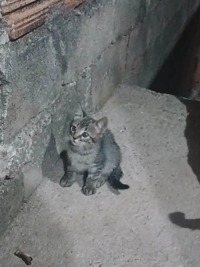 Gato ra a SRD-ViraLata idade 2 a 6 meses nome Sem nome