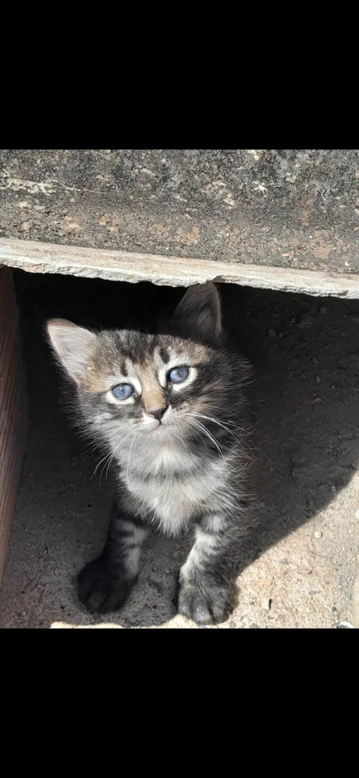 Gato ra a SRD-ViraLata idade 2 a 6 meses nome Sem nome