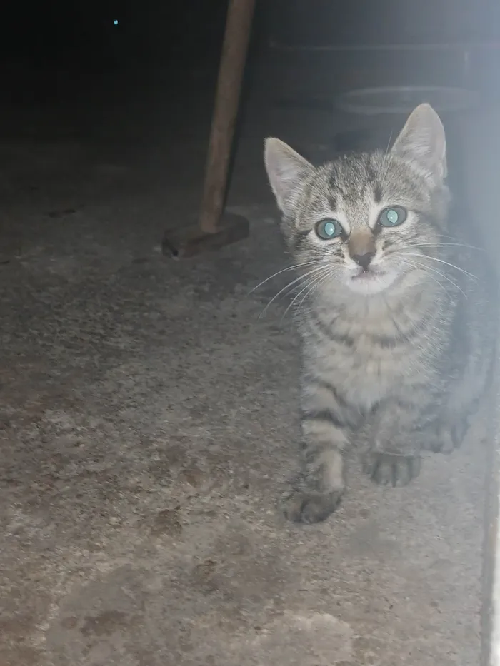 Gato ra a SRD-ViraLata idade 2 a 6 meses nome Sem nome