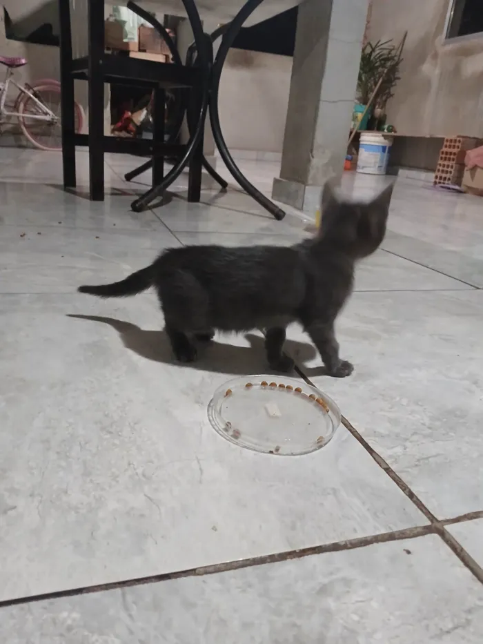 Gato ra a SRD-ViraLata idade 2 a 6 meses nome Sem nome