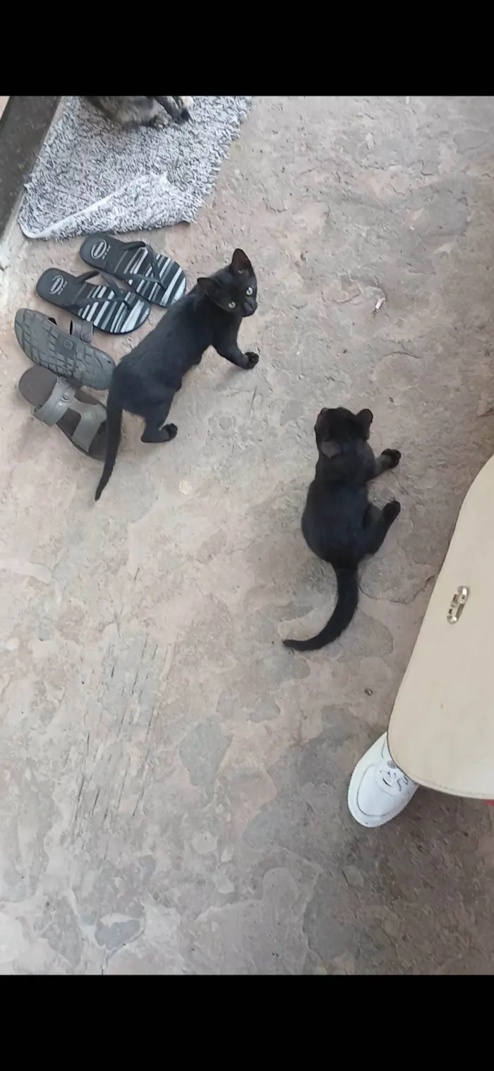 Gato ra a SRD-ViraLata idade 7 a 11 meses nome Sem nome