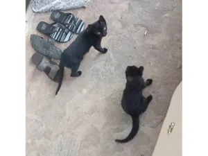 Gato raça SRD-ViraLata idade 7 a 11 meses nome Sem nome