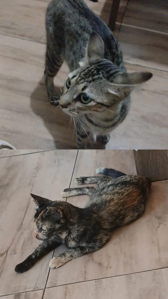 Gato ra a SRD-ViraLata idade 2 anos nome Lola e Kiara