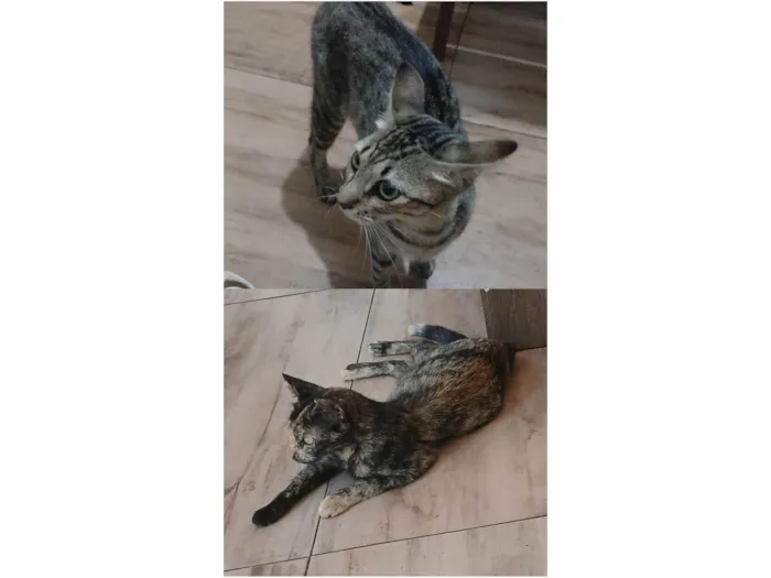 Gato ra a SRD-ViraLata idade 2 anos nome Lola e Kiara