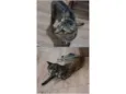 Lola e Kiara