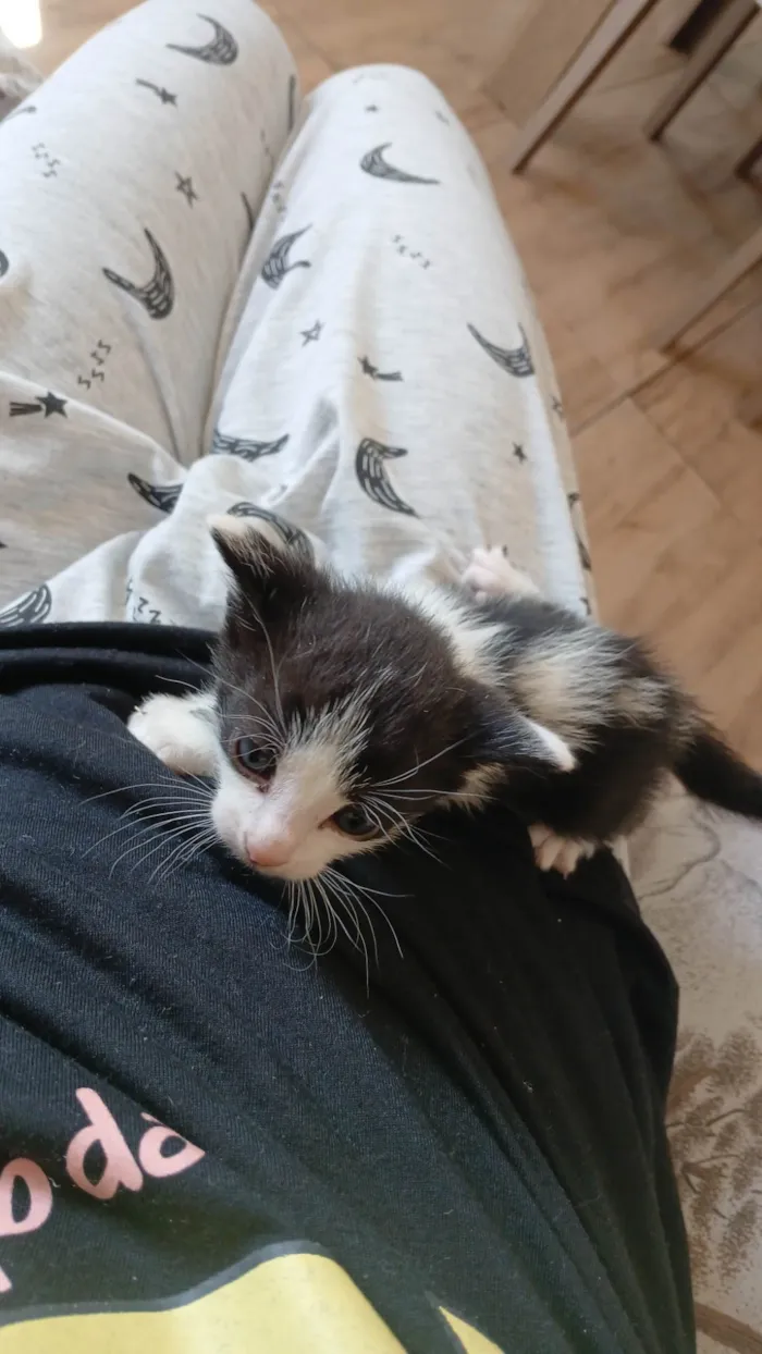 Gato ra a SRD-ViraLata idade Abaixo de 2 meses nome Sem nome