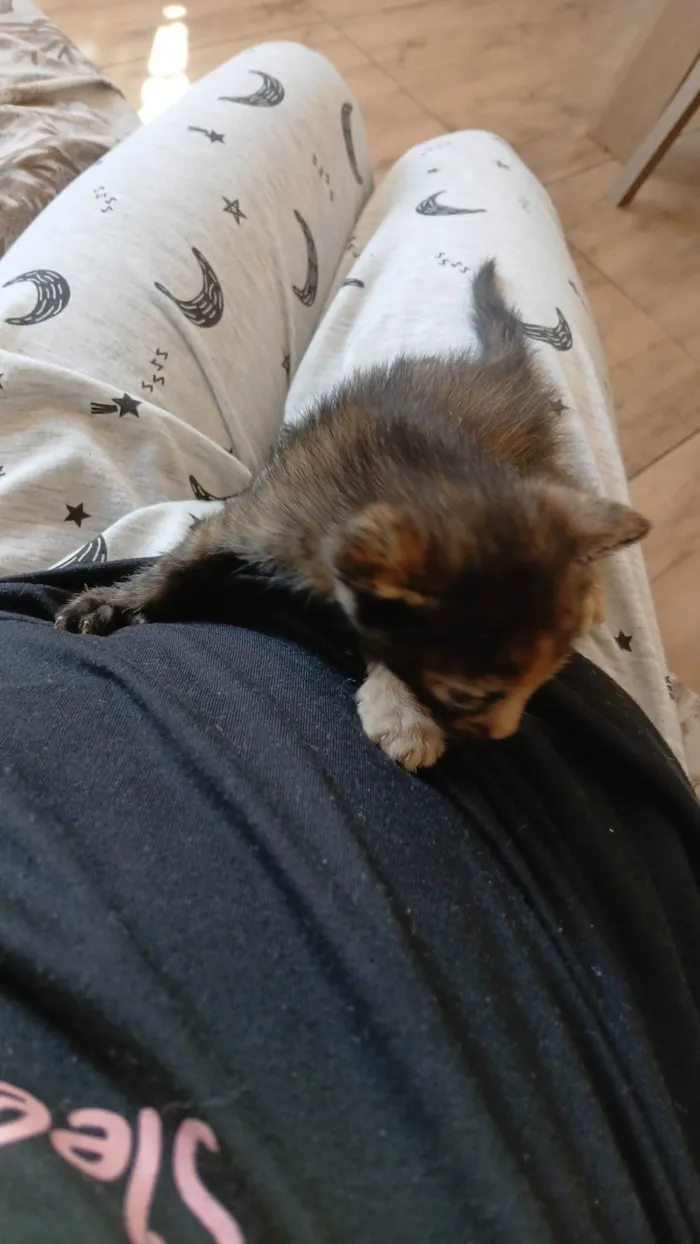 Gato ra a SRD-ViraLata idade Abaixo de 2 meses nome Sem nome