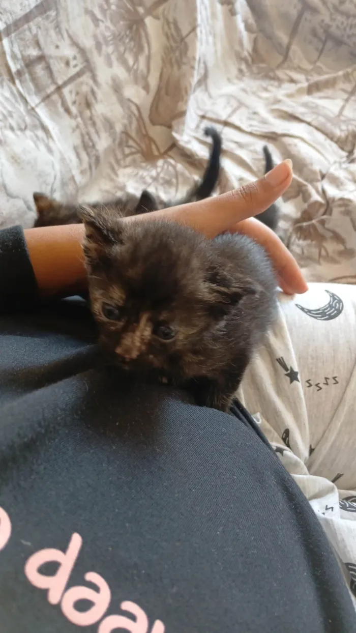 Gato ra a SRD-ViraLata idade Abaixo de 2 meses nome Sem nome