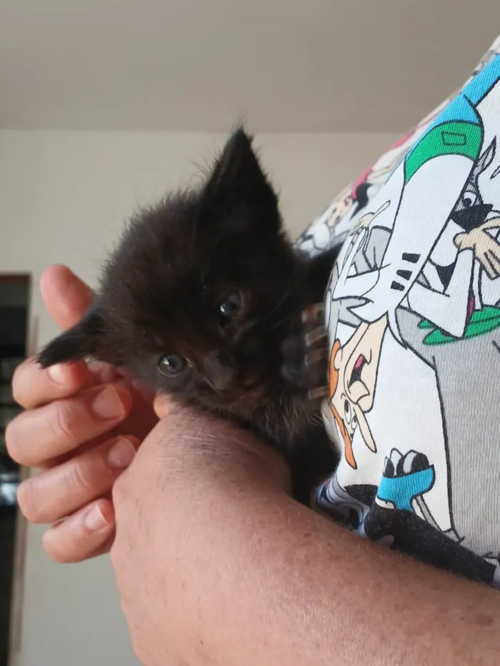 Gato ra a SRD-ViraLata idade Abaixo de 2 meses nome Sem nome