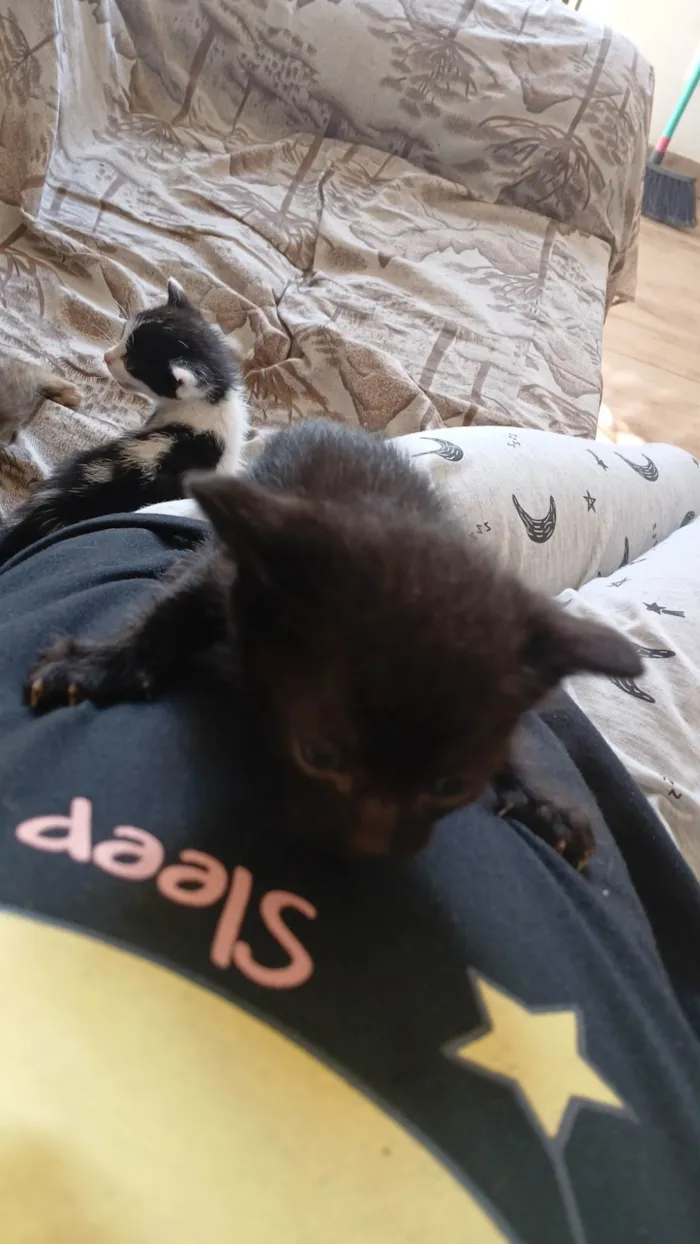 Gato ra a SRD-ViraLata idade Abaixo de 2 meses nome Sem nome