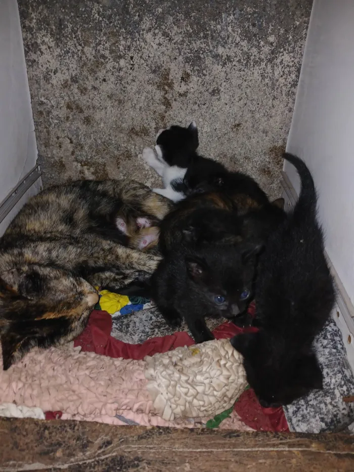 Gato ra a SRD-ViraLata idade Abaixo de 2 meses nome Sem nome