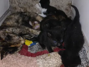 Gato raça SRD-ViraLata idade Abaixo de 2 meses nome Sem nome