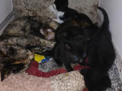 Gato raça SRD-ViraLata idade Abaixo de 2 meses nome Sem nome