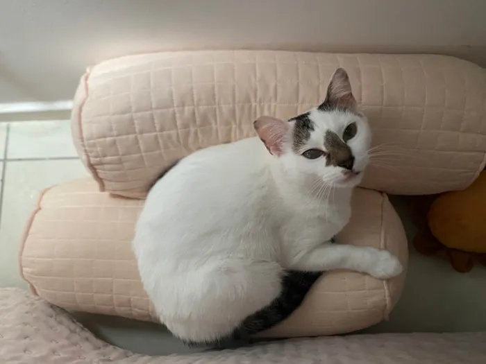 Gato ra a SRD-ViraLata idade 5 anos nome Ruby 