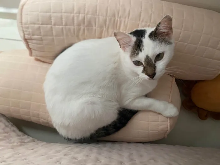 Gato ra a SRD-ViraLata idade 5 anos nome Ruby 