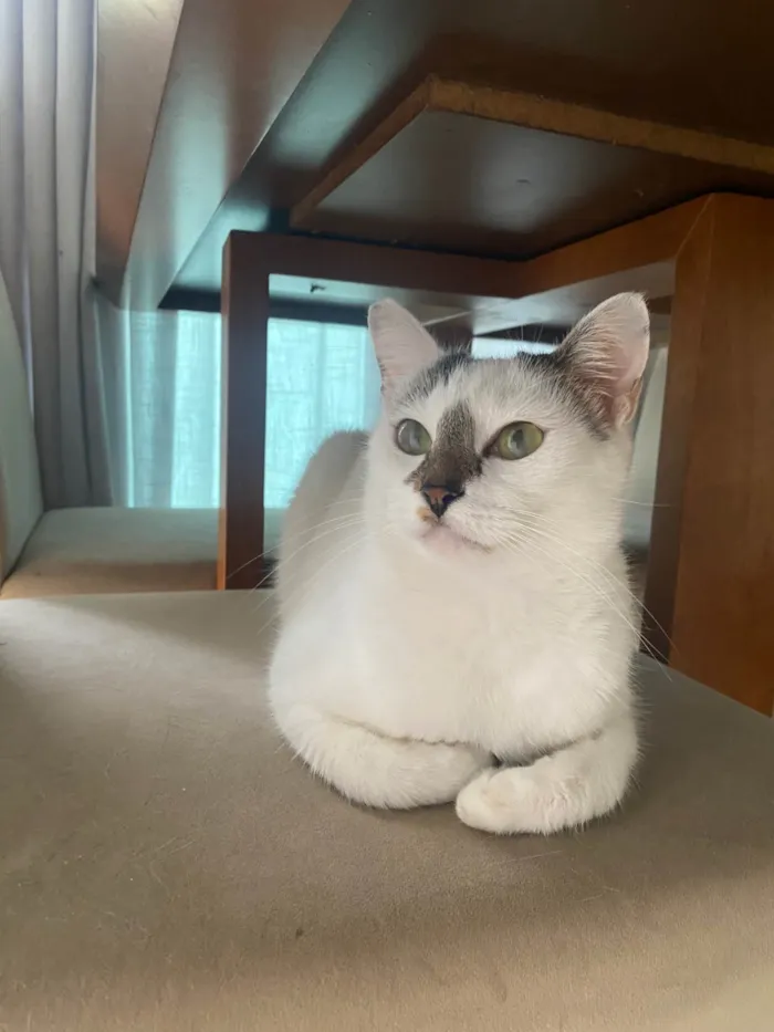 Gato ra a SRD-ViraLata idade 5 anos nome Ruby 