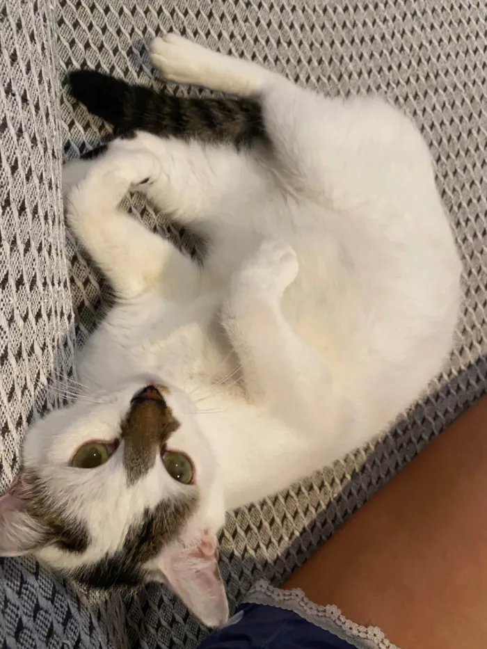Gato ra a SRD-ViraLata idade 5 anos nome Ruby 