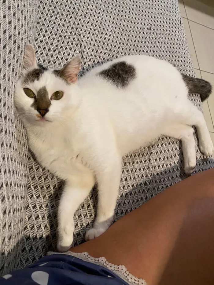 Gato ra a SRD-ViraLata idade 5 anos nome Ruby 