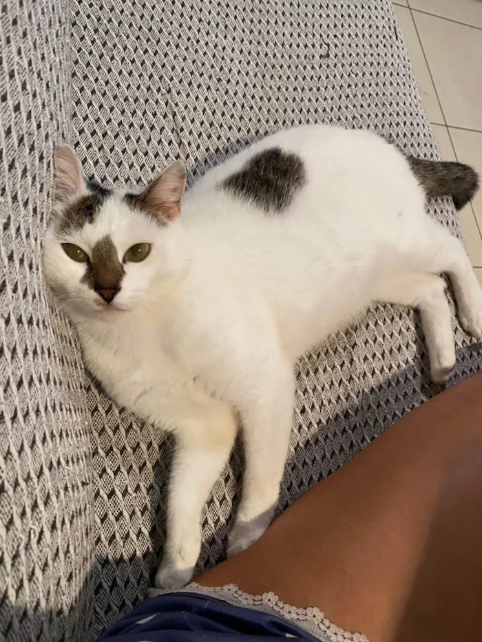 Gato ra a SRD-ViraLata idade 5 anos nome Ruby 