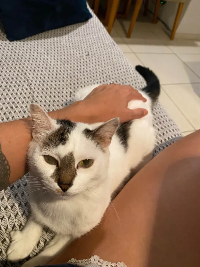 Gato ra a SRD-ViraLata idade 5 anos nome Ruby 