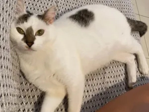 Gato raça SRD-ViraLata idade 5 anos nome Ruby 