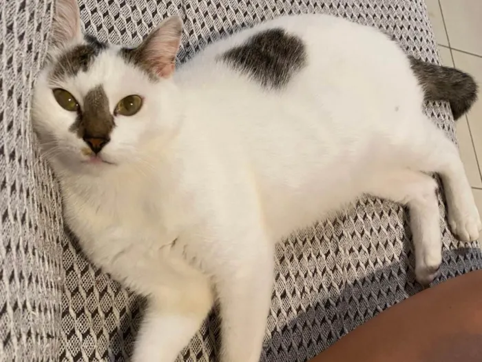 Gato ra a SRD-ViraLata idade 5 anos nome Ruby 