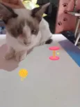 Fumaça