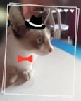 Fumaça