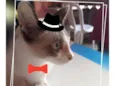 Fumaça