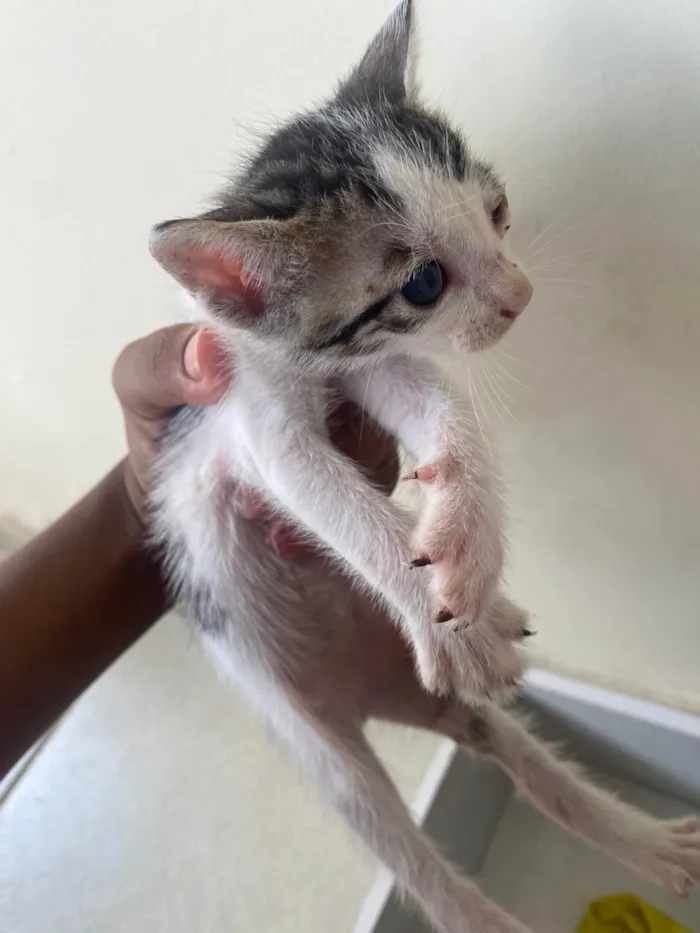 Gato ra a SRD-ViraLata idade Abaixo de 2 meses nome Gatinhos