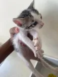 Gatinhos