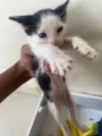Gatinhos