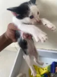Gatinhos
