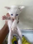 Gatinhos