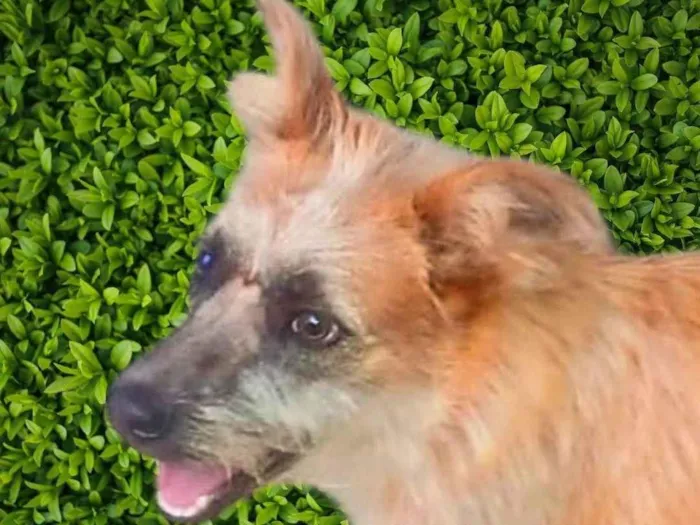 Cachorro ra a SRD-ViraLata idade 7 a 11 meses nome Brasinha
