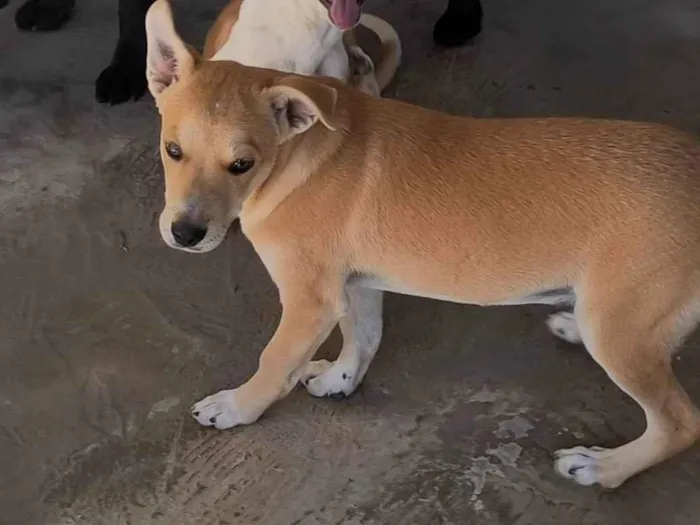 Cachorro ra a SRD-ViraLata idade 2 a 6 meses nome Estive