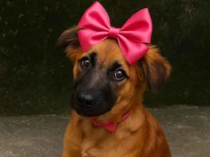 Cachorro raça Pastor Alemão idade 2 a 6 meses nome Amora 