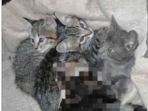 Gato raça SRD-ViraLata idade 2 a 6 meses nome Sem nome