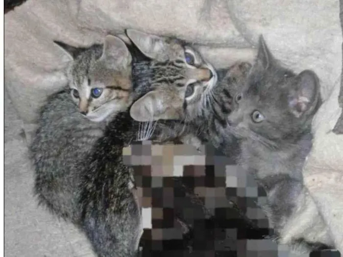 Gato ra a SRD-ViraLata idade 2 a 6 meses nome Sem nome